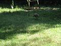 Zoo Cottbus 154